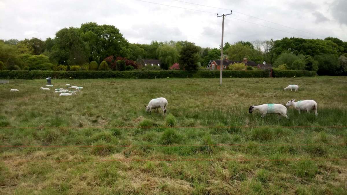 sheep within an electric fence Monkwood Green